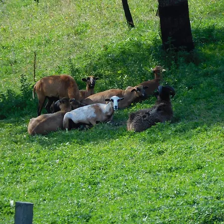 Urlaub Am Bauernhof Blamauer Koehr Çiftlik konaklama Göstling an der Ybbs