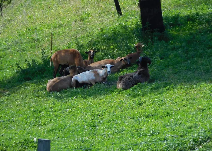 Urlaub Am Bauernhof Blamauer Koehr Feriegård Göstling an der Ybbs